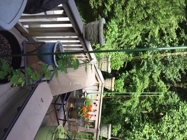 Styrian Hops June 14.jpg
