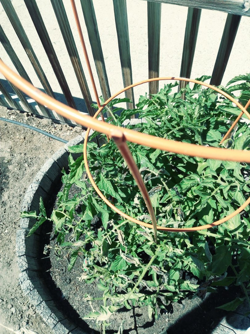 Tomato.jpg
