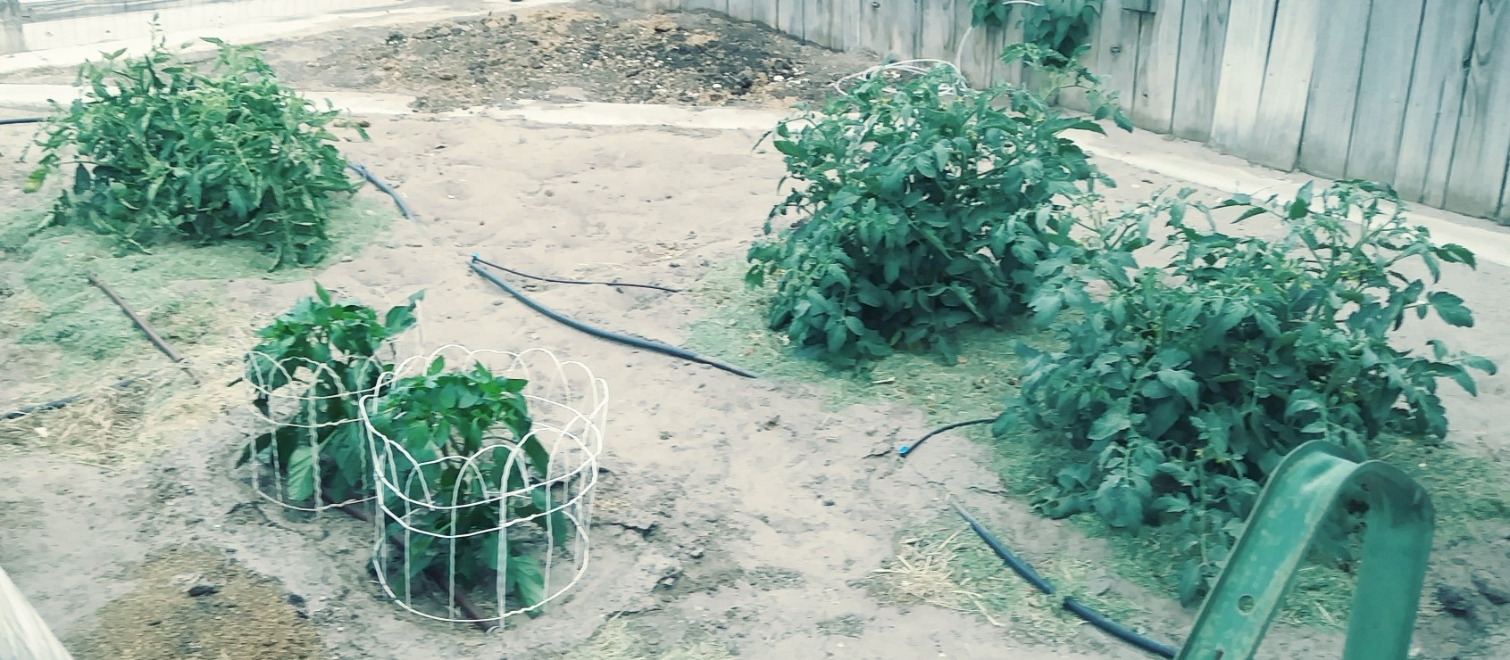 Tomatoes and Ancho Chiles.jpg