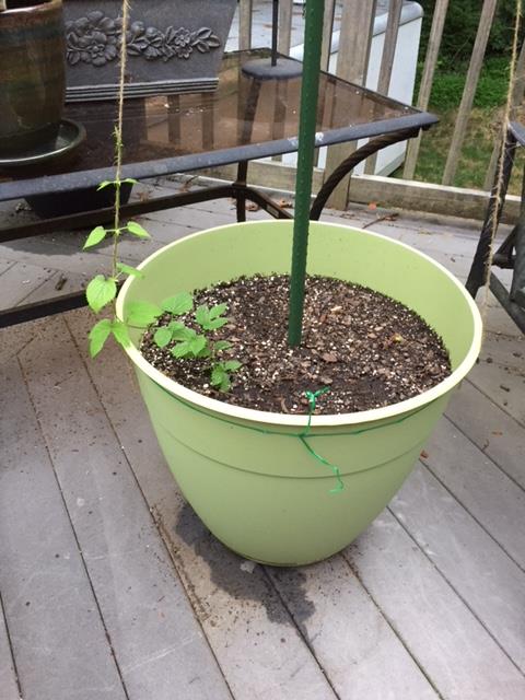 Willamette Hop Pot.jpg