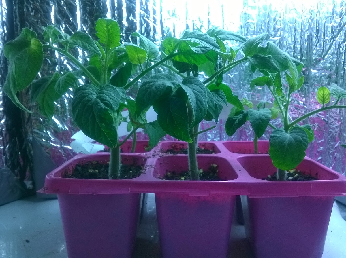 WP_20150601_002.jpg