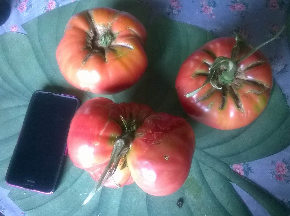 WP_20160714_001.jpg