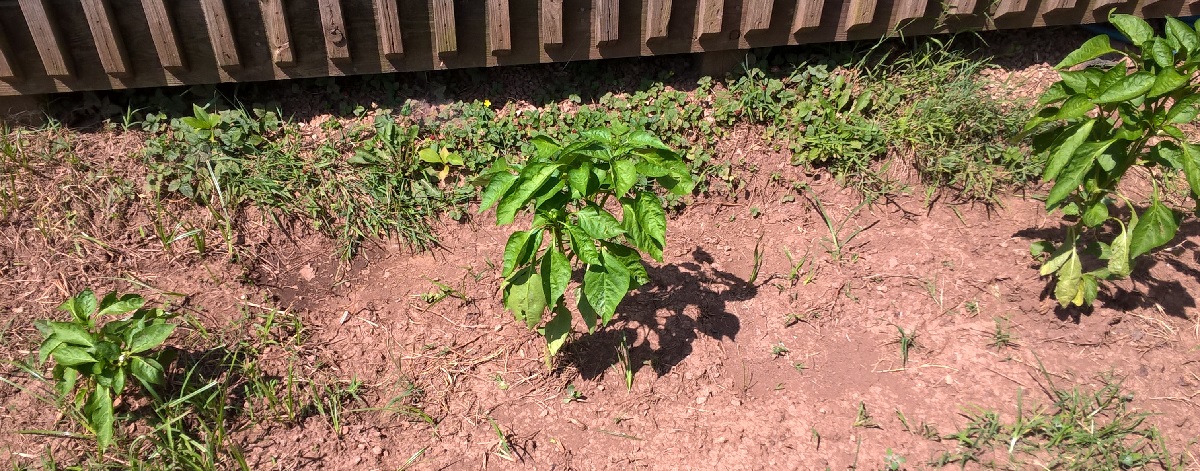 WP_20180617_11_05_54_Pro.jpg