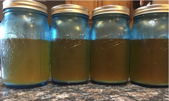 Yeast_gif.gif
