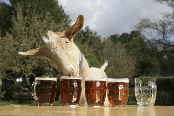 beer recipe photo