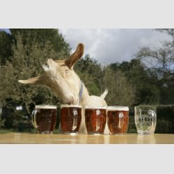 goat-drinking-beer-10495716.jpg