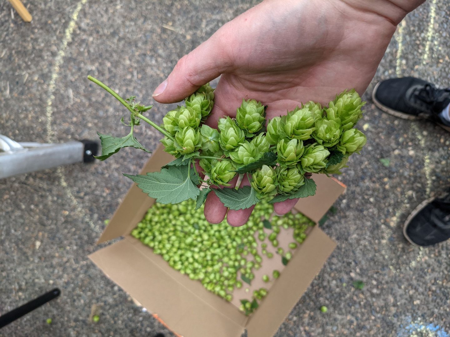 beer recipe photo