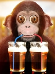 monkeydrinkingbeer-4063.jpg