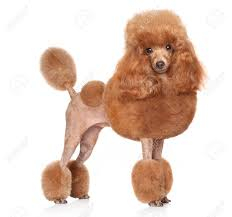poodle-7335.jpg