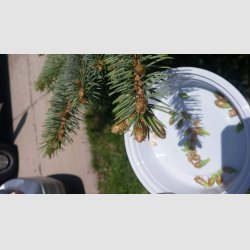 spruce-tips.jpg