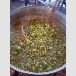 Home-Grown-Centennial-Hops.jpg